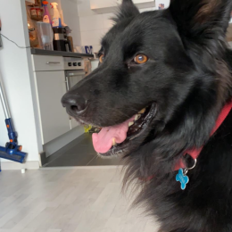 Cookie profile
