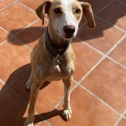 Lali profile