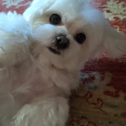 Milly profile