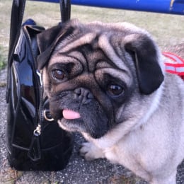 Max profile
