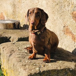 Romy profile
