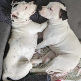 Pixie et laika profile