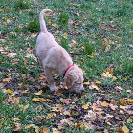 Caroline profile