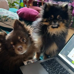 Shelby et lutin profile