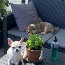 Melba&loki profile
