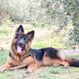 Sila profile