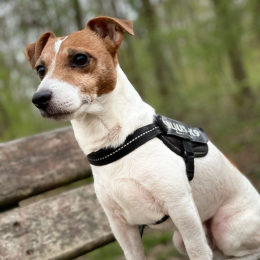 Hugo profile