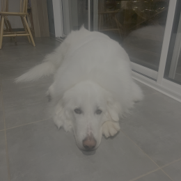 Truffe profile