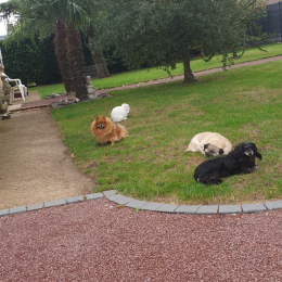 Kiss - guerlanne profile