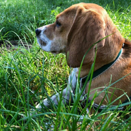 Ribotte profile