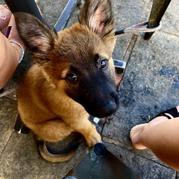 Tayson profile