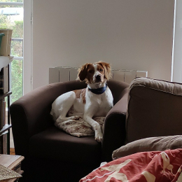Rambo profile