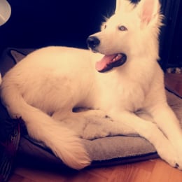 Kuma profile