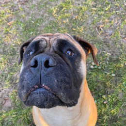 Nolla profile