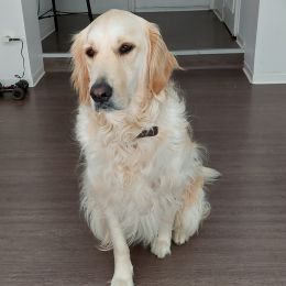 Doggo profile