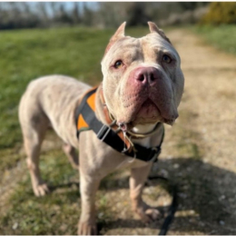 Raja profile