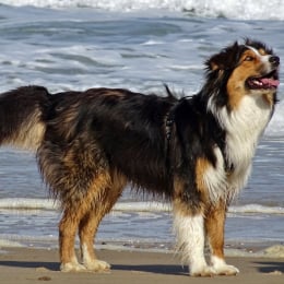 Ozzie profile