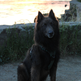 Alpha profile