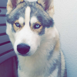 Doggo profile