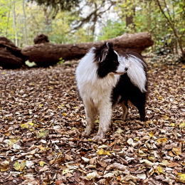 Matai profile