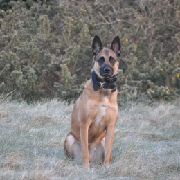 Jessie mia lasky profile