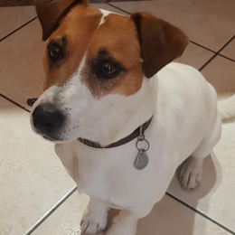 Milou profile