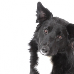 Filou profile