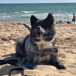 Elfy profile