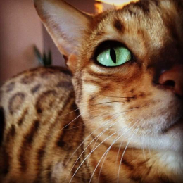 Léa profile