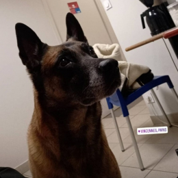 Azie profile