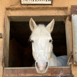 Roma profile