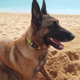 Taia profile