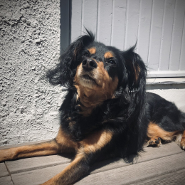 Lilly profile