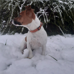 Roméo profile