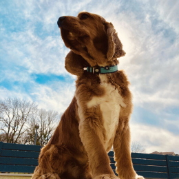 Riley profile