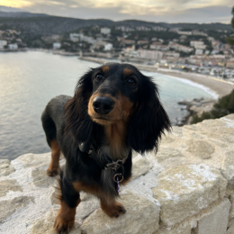Violetta profile