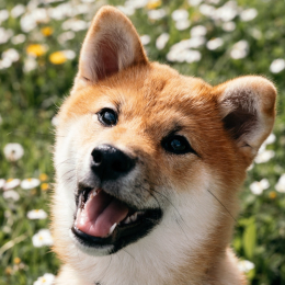Koyo profile