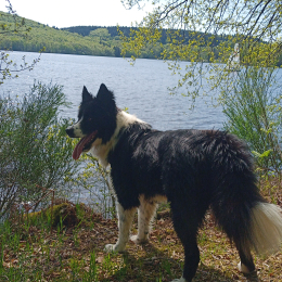 Doggo profile