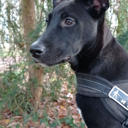 Ray profile