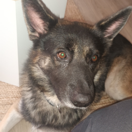 Milo profile