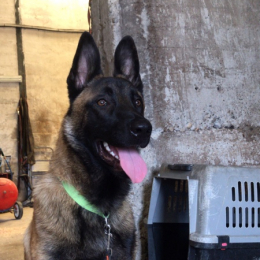 Otto profile