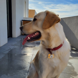 Whinny profile