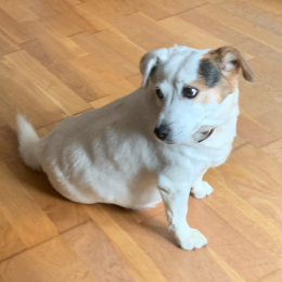 Adèle profile