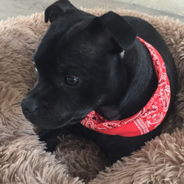 Railey profile