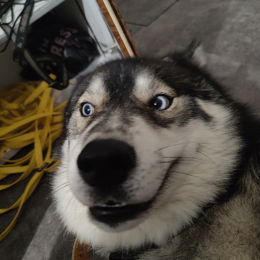Sokka profile