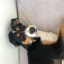 Flash profile