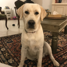 Ugo profile