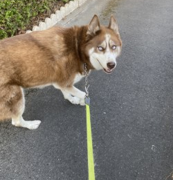 Doggo profile