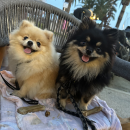 Sissi & chanel profile