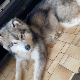 Samos profile